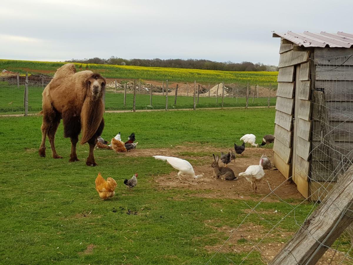 La Ferme Aux Kangourous Donzy Buitenkant foto